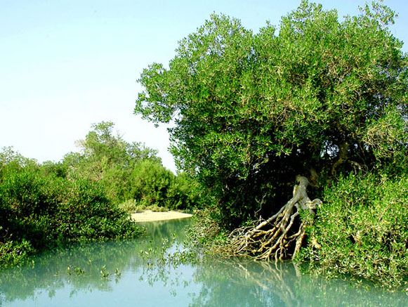 منطقه حفاظت شده جنگلهای حرا مانگرو