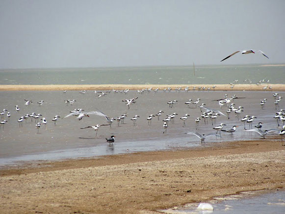 خور موسی