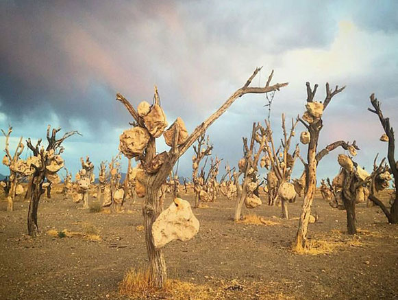 باغ سنگی سیرجان